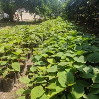 نهال کیوی بدون قلم