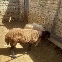 دو‌عدد‌بره‌ماده