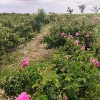 گل محمدی