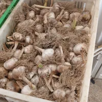 فروش سیر محلی