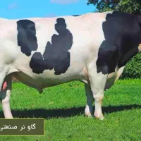 پروار گوساله نر
