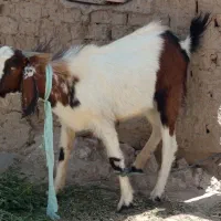 یک پاچن خوب وسالم