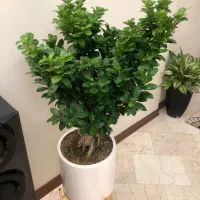 درختچه بن سای