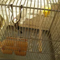 سره ماده