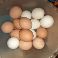 تخم مرغ محلی نطفه  دار  چهل تاج