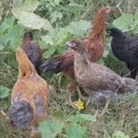نیمچه مرغ لاردان دونمه یا محلی
