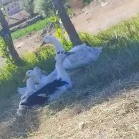 اردک|حیوانات مزرعه|اردبیل, |دیوار