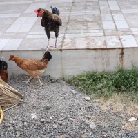 مرغ و خروس
