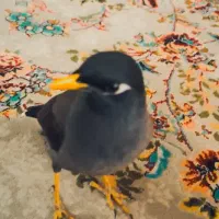 مینا کشیده نژاد دار رام واضح رو در رو حرف میزن