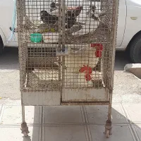 فروش انواع مرغ خروس محلی و ماشینی، مرغ کرچ با جوجه