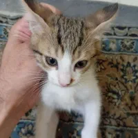 دو توله گربه شیطون