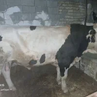 گوساله سیمینتال