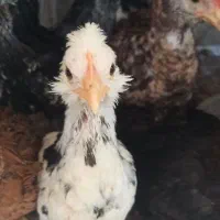 جوجه گلین