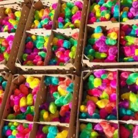 جوجه رنگی در 8رنگ در سراوان