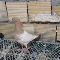 کبوتر|پرنده|بم, |دیوار