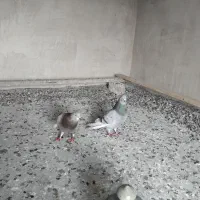 کفتر پلاس اصل اصفهانی