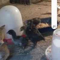 جوجه لاری اصیل