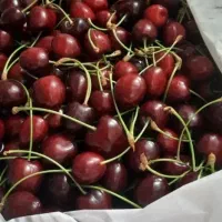 گیلاس۸ کیلو موجوده درجه یک