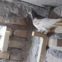 خال افشون ماده