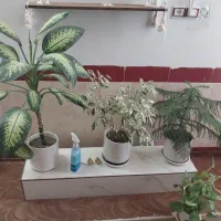 گل و گیاه