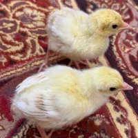 جوجه طاووس مصری