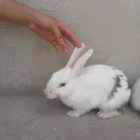 مرغ.خرگوش.خروس.کبوتر