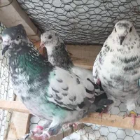 کفتر پرشی شهرستانی