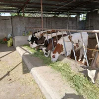 گوساله نر