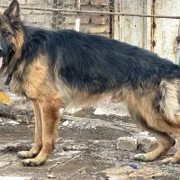 سگ ژرمن شپرموبلدکلاسA