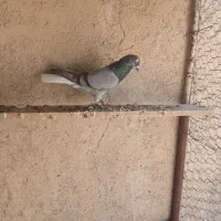 کفتر|پرنده|سرعین, |دیوار