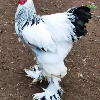 تخم نطفه دار برهما و لاری درجه یک