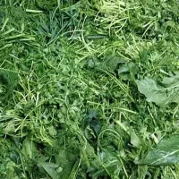 سبزی  خورد شده