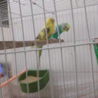 مرغ عشق 400 هزار تومان