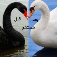 مبل شویی وقالی شویی (آبشار) انتخاب سخت پسندا