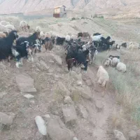 بز وا بی
