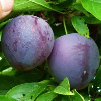 بارفروشی و حق العمل کاری کرج