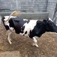 گاوجوان آبستن به شرط گواهی دکتر