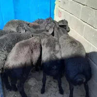 بره‌ماده‌قره‌قزل