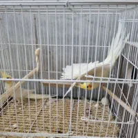 یه. جفت عروس. هلندی. موجوده