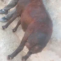 قوچ قزل افشار اصلسهساله