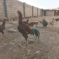 تخم لاری اصل