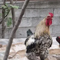 خروس محلی بسیار درشت برهما