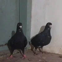 جفت پلنگ کوسه