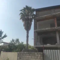 فروش گیاه پالم