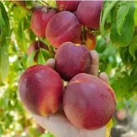 نهال|خدمات باغبانی و درختکاری|همدان, |دیوار