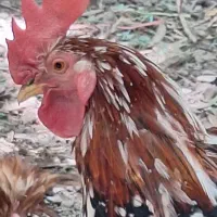 خروس  سالم و سرحال