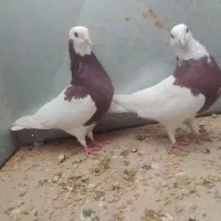 کبوتر بهبهانی