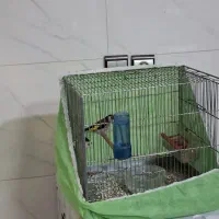 سهره نره