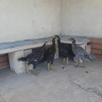 جوجه لاری اصل دوماه به شرط