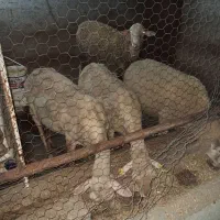 گوسفند لاکن و بز سانن